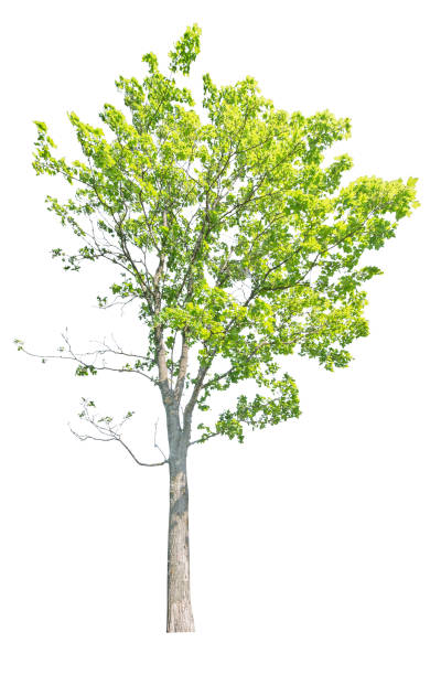 istock isolated high maple with green summer leaves 1221773506