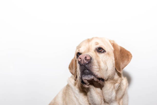 istock Tender look of a beautiful dog 1221774128