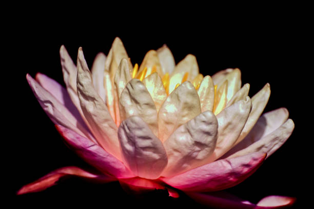 istock Thai Lotus closed up pollen for background decoration 1221774300
