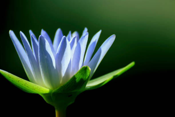 istock Thai Lotus closed up pollen for background decoration 1221774407