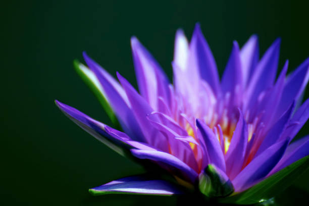 istock Thai Lotus closed up pollen for background decoration 1221774812