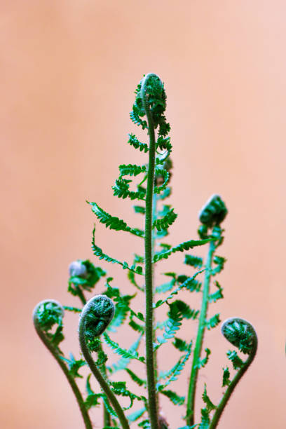 istock fern leaves  sprouts isolated on pink background 1221775959