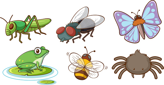 Large Insect Stock Image Large Set Of Different Insects On White Background Stock Illustration ...