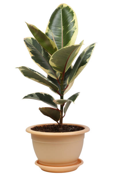 istock ficus elastic flower in a flower pot isolated on a white background 1221776912
