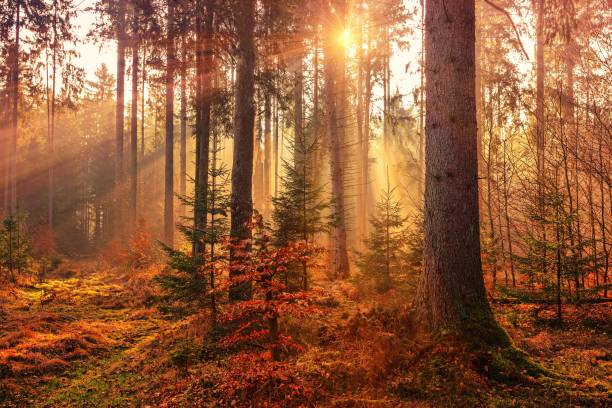 istock Chocolate leaves in autumn 1221777541