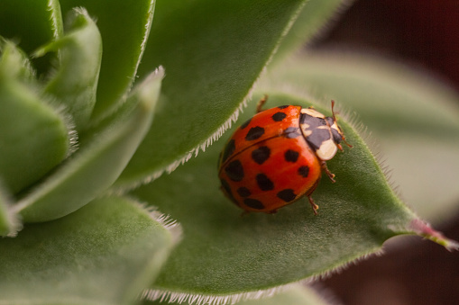Macro red ladybug sitting on a green succulent