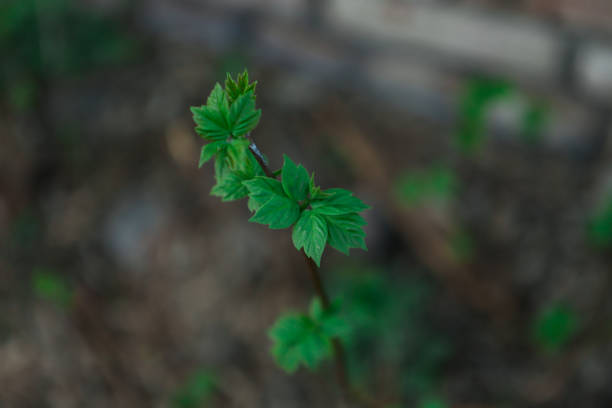 a young maple tree grows and reaches up to the sky, leaves close-up