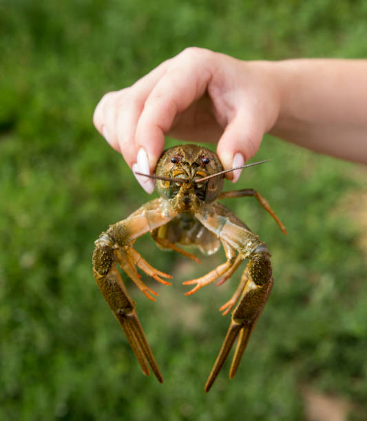 istock live crayfish in hand on a green background of grass 1221778374