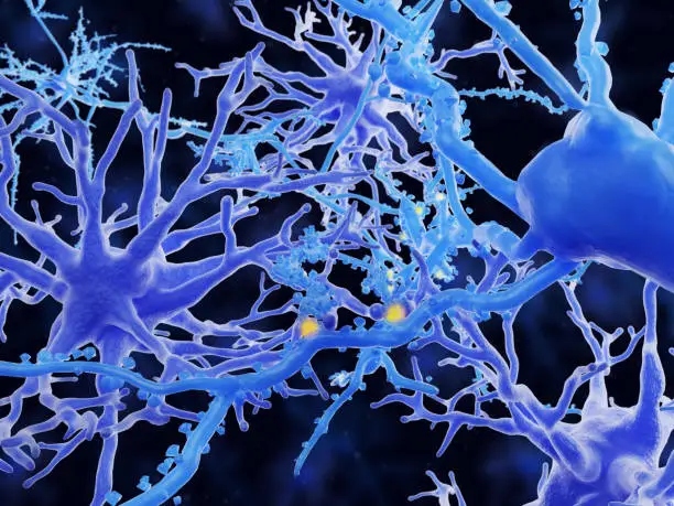 Photo of Astrocytes support synaptic communication between neurons