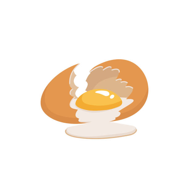 ilustrações de stock, clip art, desenhos animados e ícones de broken egg with yolk. cracked brown chicken egg on white background. flat style vector illustration - white background brown animal egg ellipse