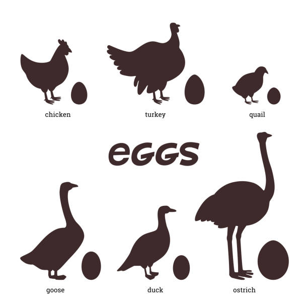 Edible eggs. silhouettes of different birds, chicken, duck, turkey, quail, ostrich and their eggs on a white background. Flat style vector illustration Edible eggs. silhouettes of different birds, chicken, duck, turkey, quail, goose, ostrich and their eggs on a white background. Flat style vector illustration quail bird stock illustrations