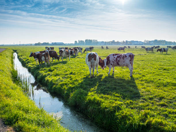 many ruminating cows in green meadow. - scenics landscape windmill sunrise imagens e fotografias de stock