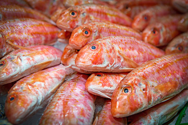 Nice group of Red mullet fish on ice in a fish shop