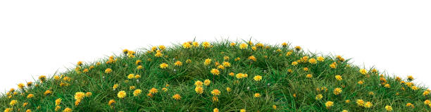 istock Grassy hill with dandelions isolated on a white background 1221782955