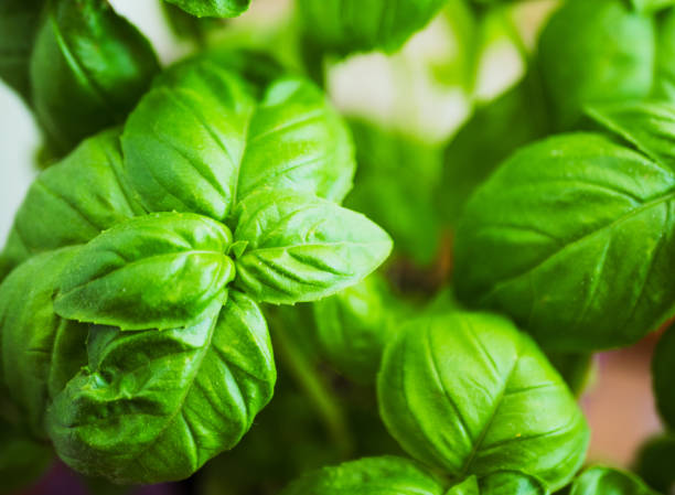istock closeup of basil leaves in flowerpot 1221783089