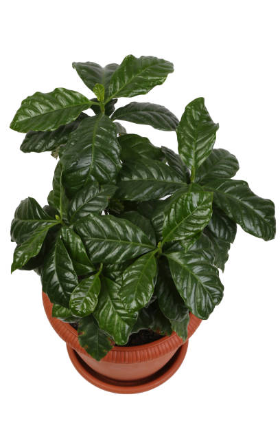 istock Arabica coffee flower in a flower pot isolated on a white background 1221783801