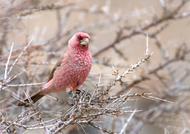 istock Great Rose finch 1221784259
