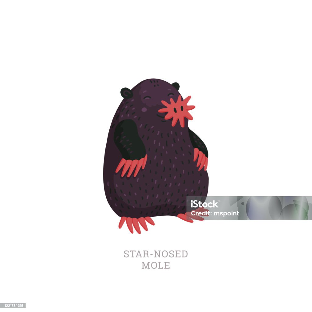 Rare animals collection. Star-nosed mole, Condylura cristata. North American mole with sensitive star-like nose. Flat style vector illustration isolated on white background Mole - Animal stock vector