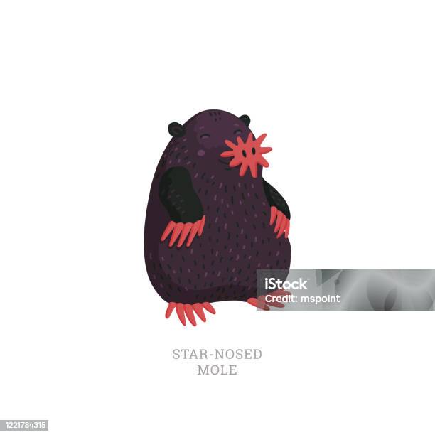 Rare Animals Collection Starnosed Mole Condylura Cristata North American Mole With Sensitive Starlike Nose Flat Style Vector Illustration Isolated On White Background Stock Illustration - Download Image Now