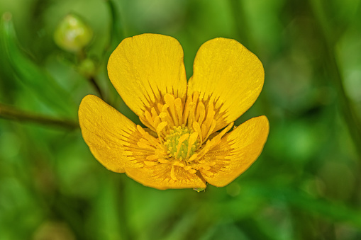 Close-up image of a Meadow Buttercup(Ranunculus acris). Yellow flower in macro.