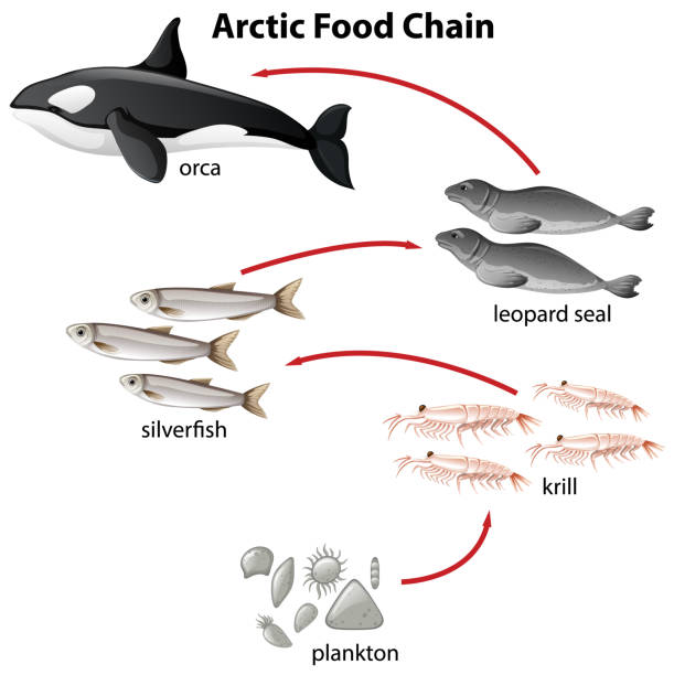 diagramm der arktischen nahrungskette von plantons bis orca - plankton stock-grafiken, -clipart, -cartoons und -symbole