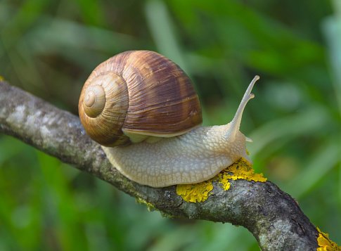Big snail in shell (Helix pomatia also Roman snail, Burgundy snail) crawling on a tree branch, summer sunny day in garden