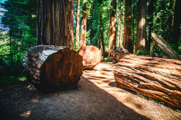 età del parco nazionale delle sequoie - lumber industry timber tree redwood foto e immagini stock