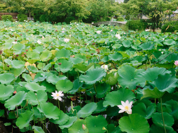 цветок лотоса цветет на пруду японского сада лотоса. - lotus japan water lily vegetable garden стоковые фото и изображения
