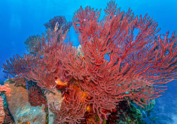 istock Caribbean coral garden 1221792239