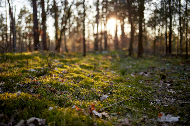 istock Fir and pine trees in a forest during dusk with streak of light 1221792854
