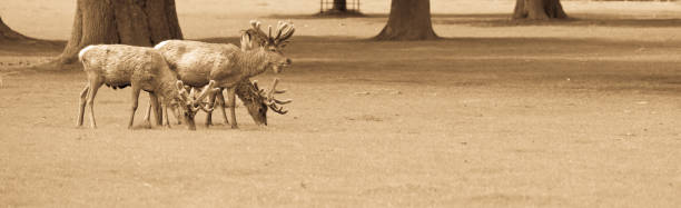 Pere David's Deer in a deer park in England
