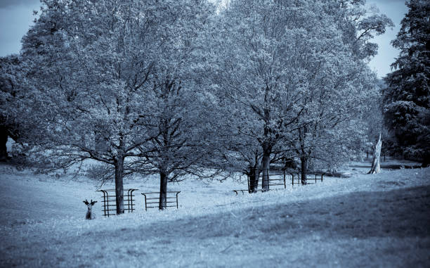 istock Pere David's Deer in a deer park in England 1221793176