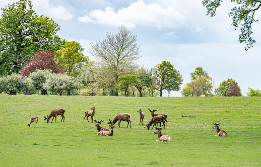 Pere David's Deer in a deer park in England