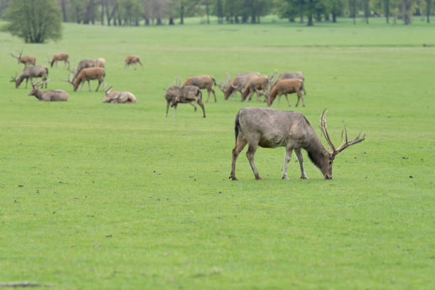 Pere David's Deer in a deer park in England