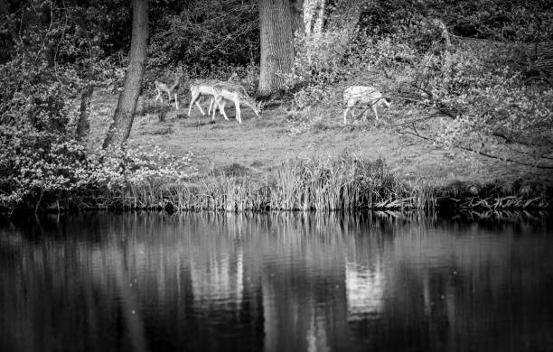 Deer in a deer park in England