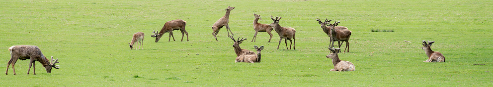 Pere David's Deer in a deer park in England
