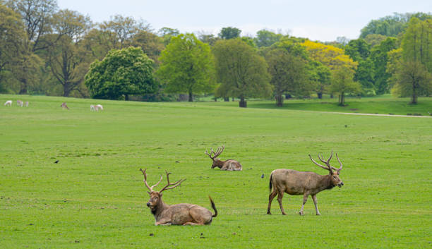 istock Pere David's Deer in a deer park in England 1221794525