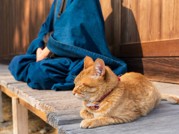 istock A monk with a cat in a temple 1221794557