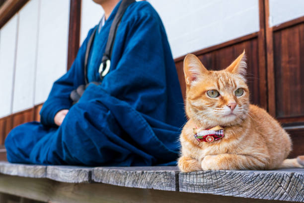 istock A monk with a cat in a temple 1221794567