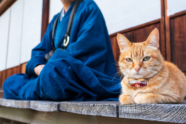 istock A monk with a cat in a temple 1221794595