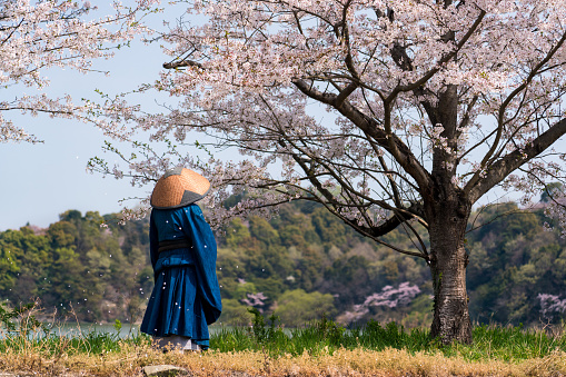 Monk standing under the cherry blossoms