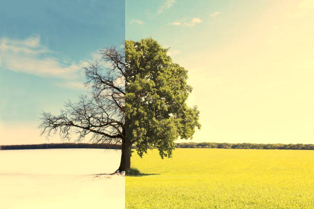 istock Abstract collage with different sides of tree with changing seasons from summer with green grass and to winter with cold white snow 1221794772