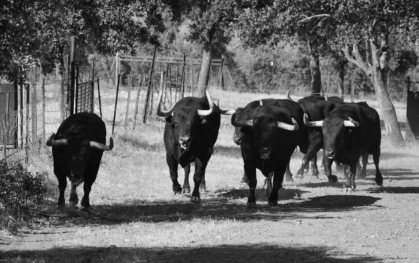 istock Groups of strong bulls 1221795893