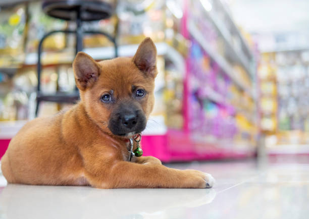 istock a dog sitting for security in pet shop 1221795961