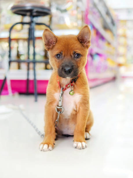 istock a dog training for security in pet shop 1221795986