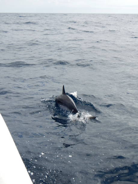 istock Two swiming dolphins in Tenerife, Spain 1221796040