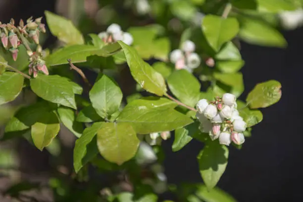 Close up photo of leaves and flowers on a blueberry bush in bright sunlight