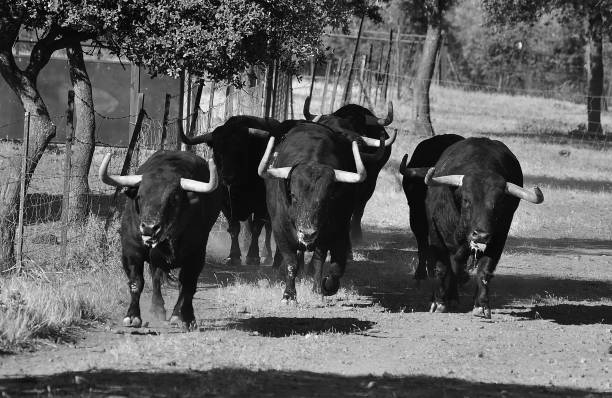 istock Bulls running on the field 1221796204