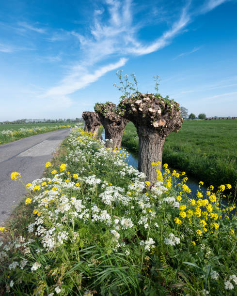 spring flowers and willow trees in dutch countryside landscape near amsterdam