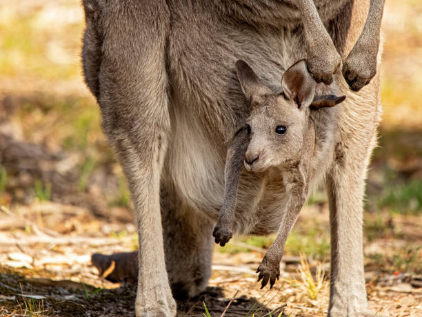 östliches graues känguru mit joey im beutel - kangaroo joey marsupial mammal stock-fotos und bilder